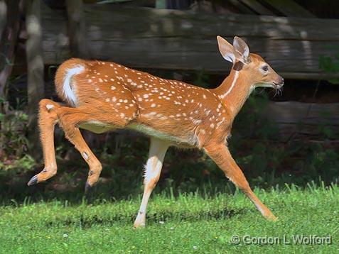 Walking On Two Legs_53892.jpg - White-tailed Fawn (Odocoileus virginianus) photographed near Carleton Place, Ontario, Canada.